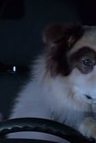 Kuma in Dog with a Blog (2012)