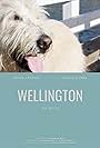 Wellington (2012)