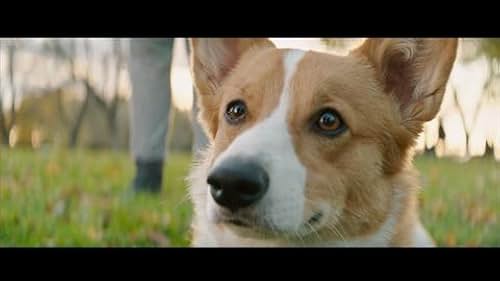 A Dog's Purpose