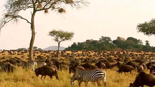 Nature: The Serengeti Rules