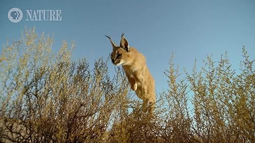 Nature: Super Cats: Science And Secrets