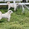 Caya and Rosie in The Biggest Little Farm (2018)