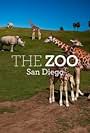 The Zoo: San Diego (2019)