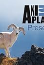 Animal Planet Presents (2013)