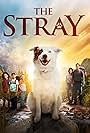 The Stray (2017)