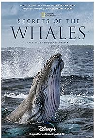 Primary photo for Secrets of the Whales