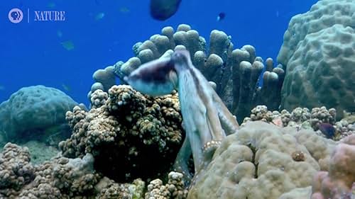 Nature: Octopus: Making Contact