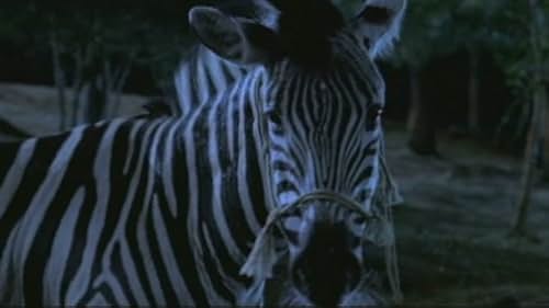 Racing Stripes Scene: I'm Already On Your Side