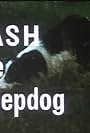 Flash the Sheepdog (1968)