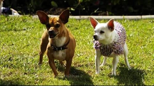 Beverly Hills Chihuahua 2