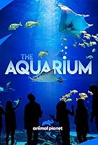 The Aquarium