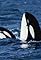 Killer Whales's primary photo