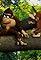 Donkey Kong Land 2 France Commercial's primary photo