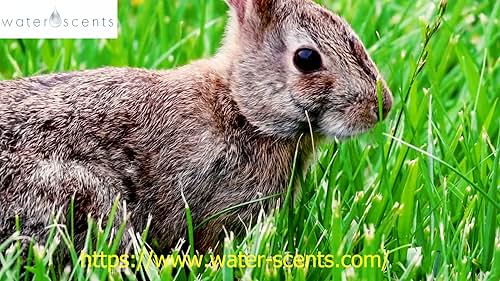 Happy Easter From WaterScents!!!