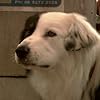 Patch 'The Wonder' Dog in Rogue (2007)