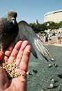 Feeding Pigeons (2011)