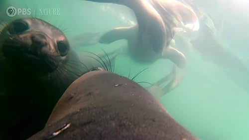 Nature: Animals with Cameras: Oceans