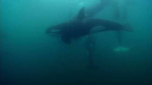 Blackfish: Clip 2