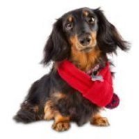 Pup Crew Red Pom Dog Scarf, Medium/Large