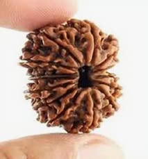 Daimond Dreams Collection 14 Mukhi Rudraksha Amazing & Natural Beads Certified by Authority Lab