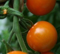 Just Seed Tomato - Sungold F1-10 Seeds