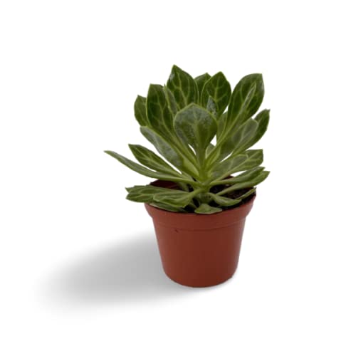 Creative Farmer Succulent Plant Senecio Obovatus 'Amke' Rare Small Container Planting For Gifting Purpose |Indoor Plant| (Healthy Live Plant)