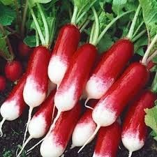 ANTIER RADISH HALF RED HYBRID VEGETABLES SEEDS (AVG 100-150) SEEDS X 2 PACKET