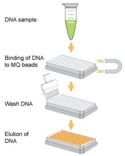 Epigentek - EpiNext DNA Purification HT System - 8 ml