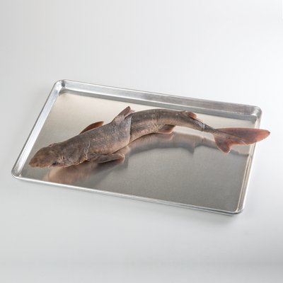 470220-980 -  Dogfish  - Pure Preserved„  Dogfish  Sharks, 27+" - Pack of 10