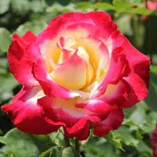 Growleaf Nursary Attractive Double Delight Rose Flower Live Plant For Home Graden (Hybrid)