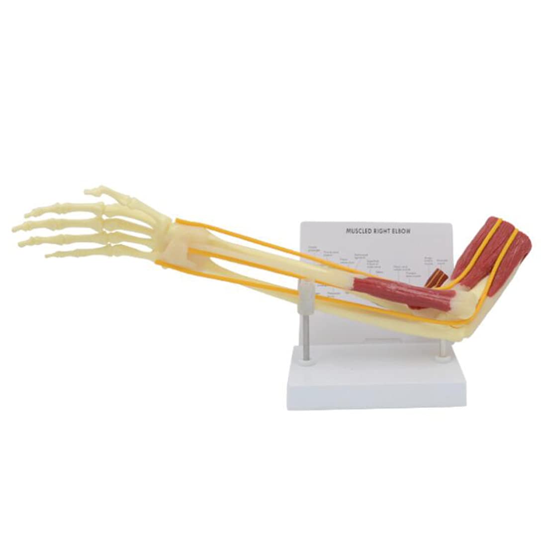 Buy Arm Skeleton Anatomy Model, Life Size Human Upper Limb Model with ...