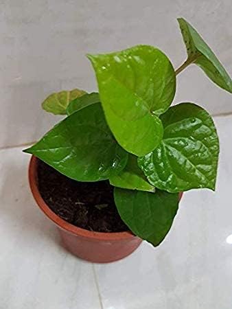 GOLAPKOLONT Pan Betel Leaf Magai Paan,Meetha Paan (Sweet Paan) Healthy Live Plant (Above 6 Inch) Pack of 1. ghk-656