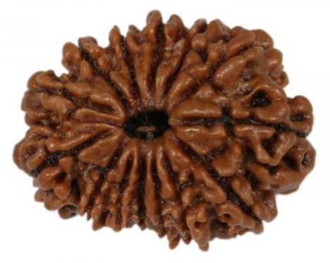 Daimond Dreams Collection 14 Mukhi Nepali Rudraksha Certified by Authority Lab