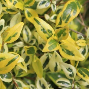 Pixies Gardens (1 Gallon Abelia Twist of Lime (Aka Hopley'S Gold) -Glossy Variegated Foliage New Dwarf Evergreen Abelia with Very Attractive Colorful Variegated White and Yellow Foliage.