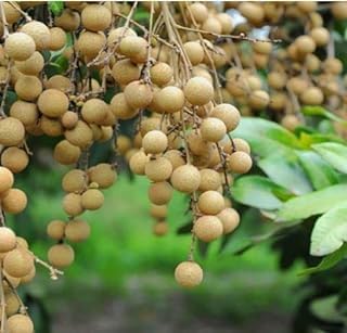 GreenEarth Original Thai Four Season Dragon Eye Longan Plant (GRAFTED) Dimocarpus Longan Live Plant,''Fruit After 1Year" Plant Height 1.5ft - 2ft