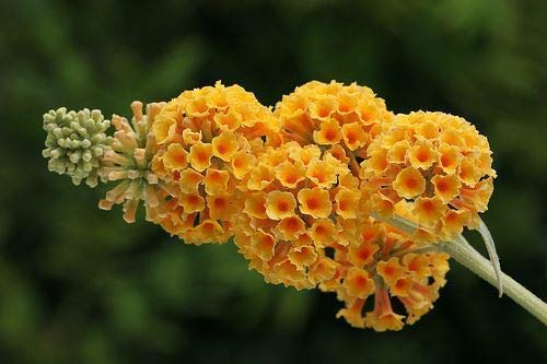 Portal Cool Buddleja X Weyeriana Sungold - Buddleia, Butterfly Bush, Plant in 9Cm Pot