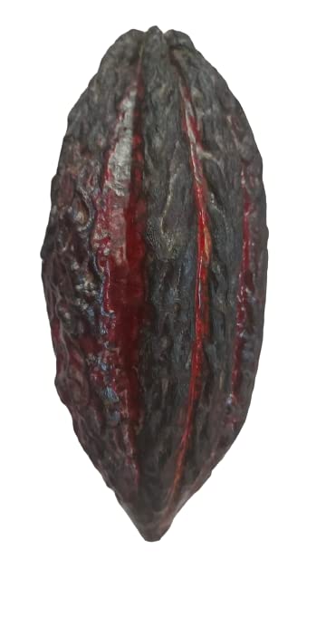 Fresh Cacao Exotic Fruit from St Lucia | Cacao Pod/Chocolate Fruit | 1kg