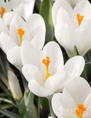 Radha Krishna Agriculture Crocus Saffron White Pretty & Aromatic Flower Bulb | Pack of 4 Bulbs for Gardening.