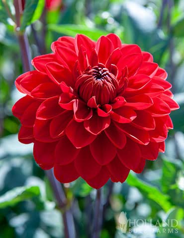 Red dahlia flower plant