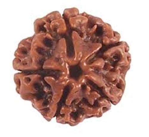 Crafty Soul Design Exclusive 5 Mukhi Rudraksha/Five Face Rudraksha Spiritual Nepal Beads