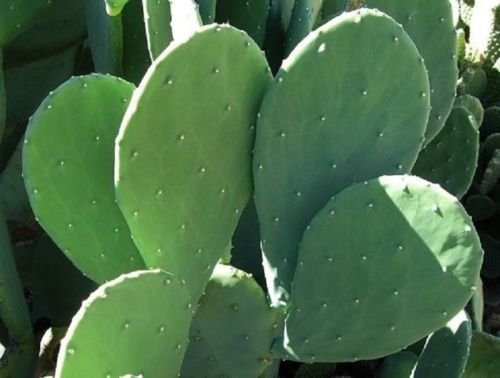 4 Spineless Prickly Pear Cactus Cuttings - No Thorns or Stickers