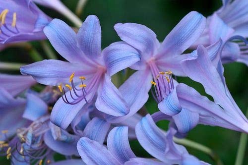 Radha Krishna Agriculture Nerine Lily Jambo Summer Season Flower Bulbs For Home Gardening Blue Color | Pack of 2 Nerine Lily Flower Bulbs