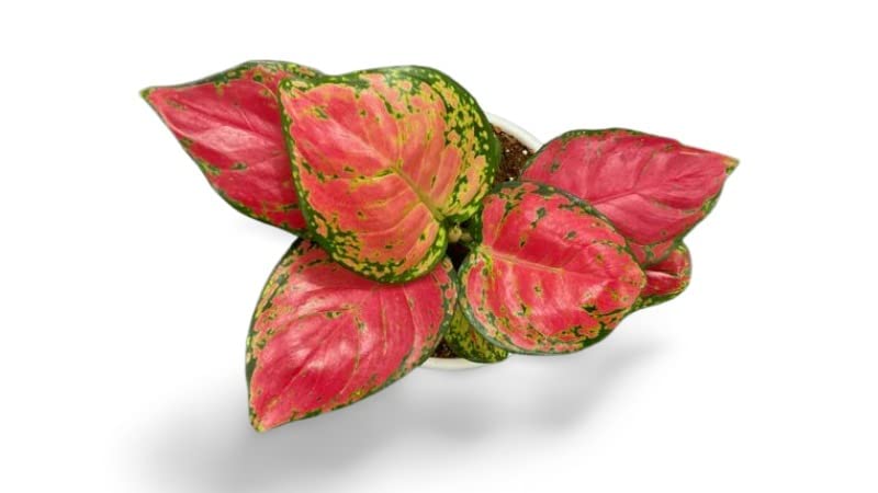 Garden Art Natural Live Indoor Plant With Grower's Pot | Aglaonema Beauty