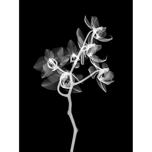 Schwartz NJIT Transparent Orchid Greyscale X-Ray Photo Art Print Canvas Premium Wall Decor Poster Mural