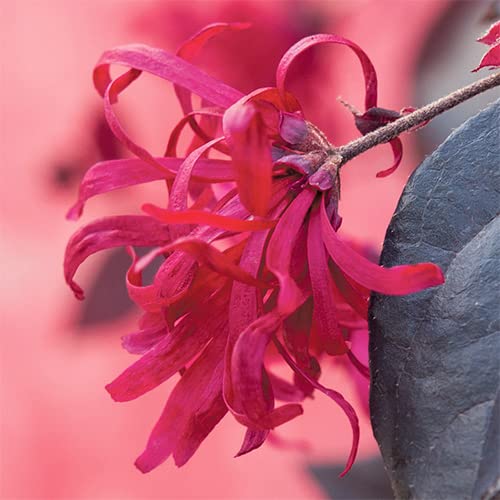 You Garden - Loropetalum 'Chinese Witch Hazel' in 15cm Pot - Established Garden Ready Plants - Potted Bushes & Shrubs for Gardens (Black Pearl 15cm Pot)