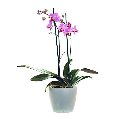 SendaBunch Florist presents the Live Twin Spiked Phalaenopsis Moth Orchid with Guylian Belgian Chocolates perfect for Birthdays, Anniversaries, and all other occasions.