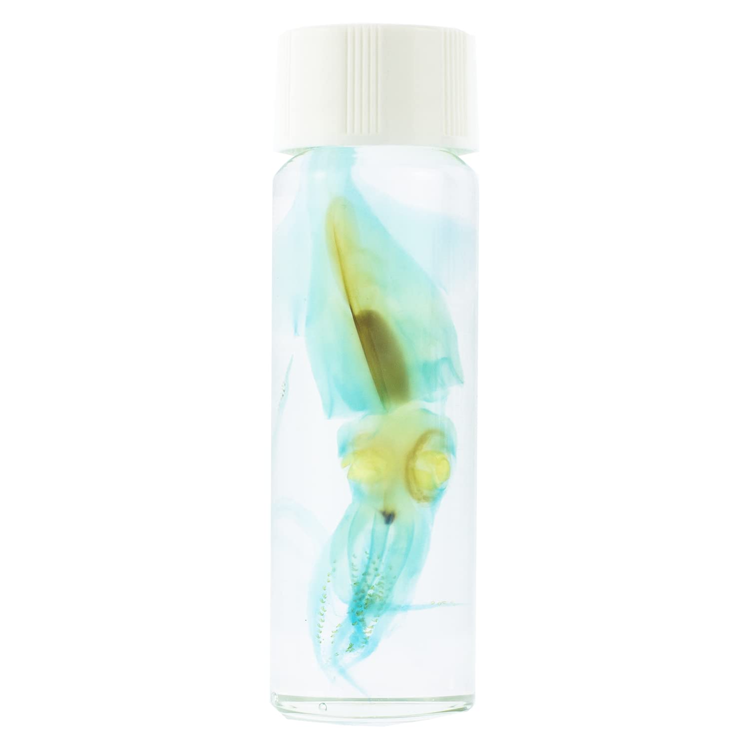 KAIRU ECO-ART STUDIO Diaphonized/ Transparent specimen, Deep sea creature of West Pacific,Squid, Teuthida