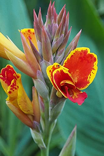 Radha Krishna Agriculture™ Imported Excellent Quality Canna Lily, Canna indica Flower Bulbs for Home Outdoor Gardening Plants Flowering Bulbs (Pack Of 6)