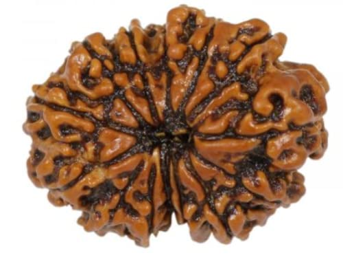 Daimond Dreams Collection Certified by Authority Lab Attractive Beads 14 Mukhi Nepali Rudraksha