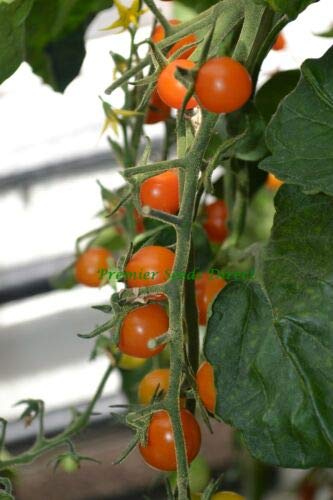 Tomato Cherry SUNGOLD 50 Finest Seeds